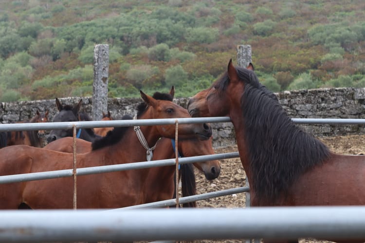 I GARRANOS: cavalli selvaggi del Portogallo